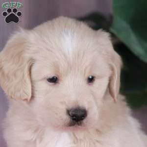 CHIP, Miniature Golden Retriever Puppy